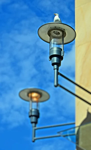 Lambanın üstünde martı