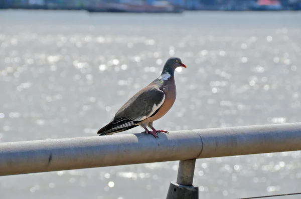 Londra pigeion. Thames Nehri