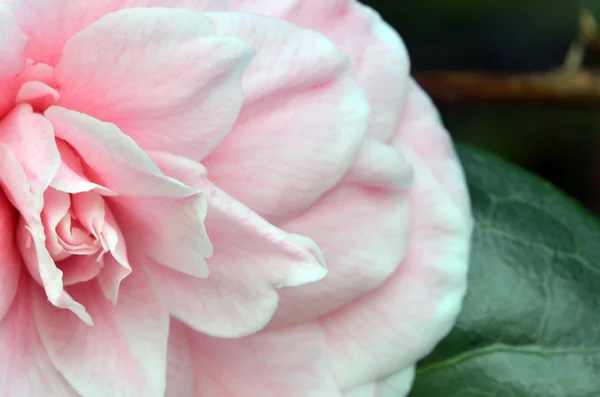 Pink rose. Closeup. Macro — Stock Photo, Image