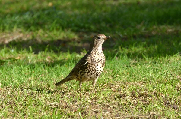alexandra Park'ta yerde ardıç kuşu. Londra