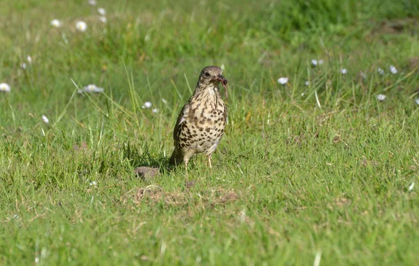 pamukçuk ile solucan alexandra Park'ta. Londra
