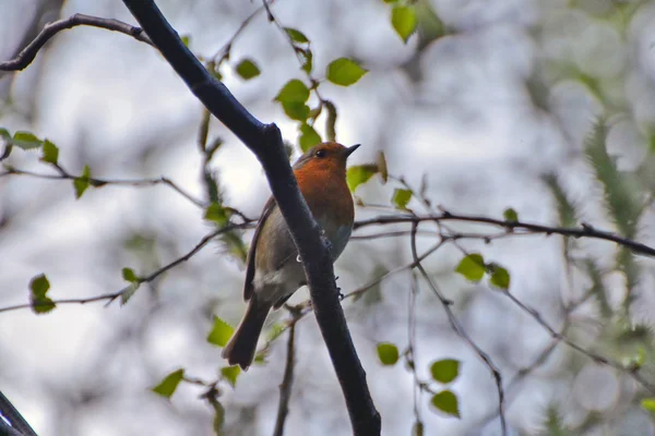 Robin, dal üzerinde oturur. Alexandra park. Londra