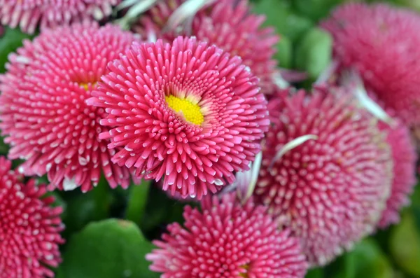 Angličtina daisy. closeup. makro — Stock fotografie