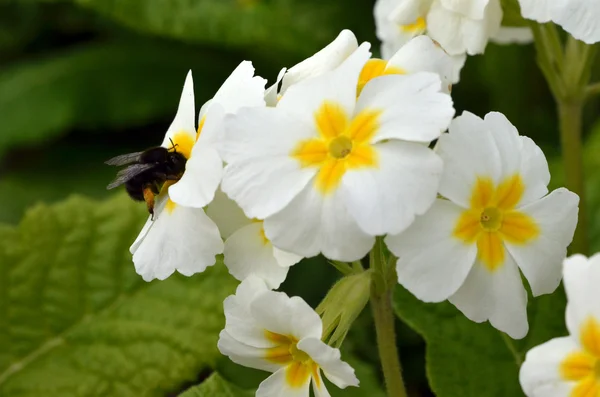 beyaz çiçek arıya. kapatın. Makro