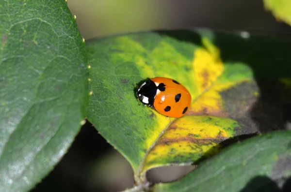 uğur böceği yapraklarda