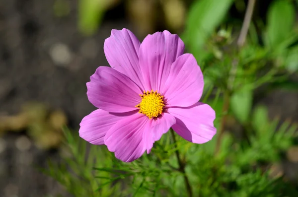 Tek çiçek: evren bipinnatus