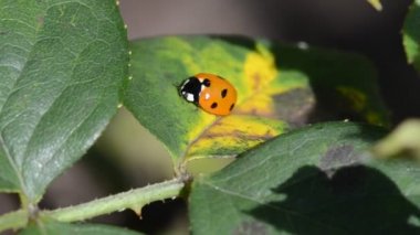 무당벌레에 앉아 나뭇잎 장미. 네덜란드 공원입니다. 런던입니다. 영국