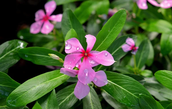Catharanthus çevresi çiçeklerle Çiy damlaları