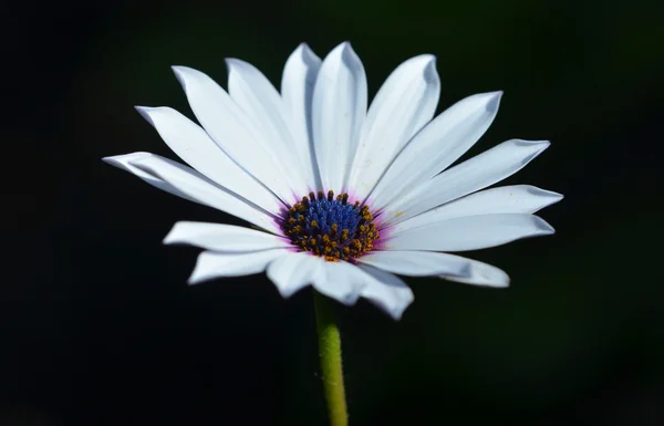osteospermum ecklonis çiçek makro