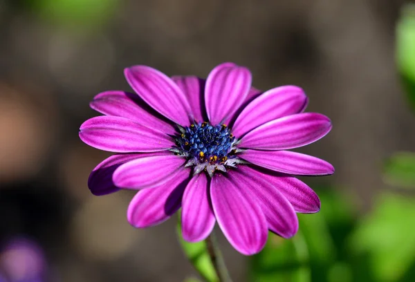 mor osteospermum