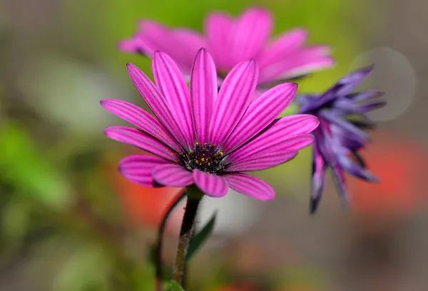Mor osteospermum çiçek makro
