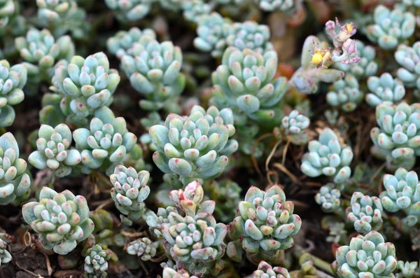 graptopetalum pachyphylum gül.