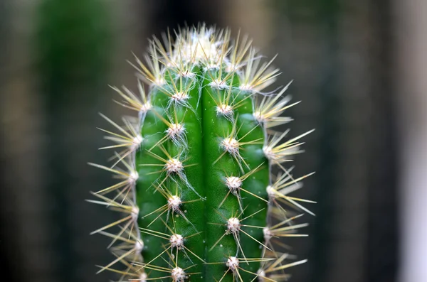 Pilosocereus royenii