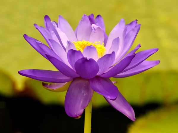 Nymphaea