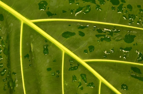 yaprak üzerinde yağmur damlaları