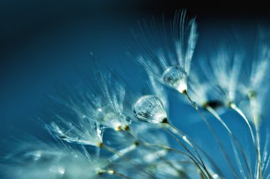 Su damlalı karahindiba tohumu