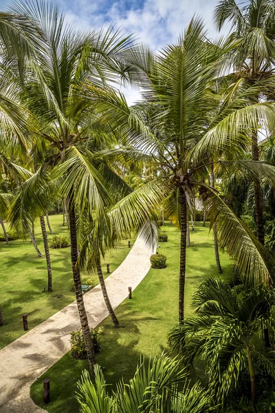 Strand en palm — Stockfoto