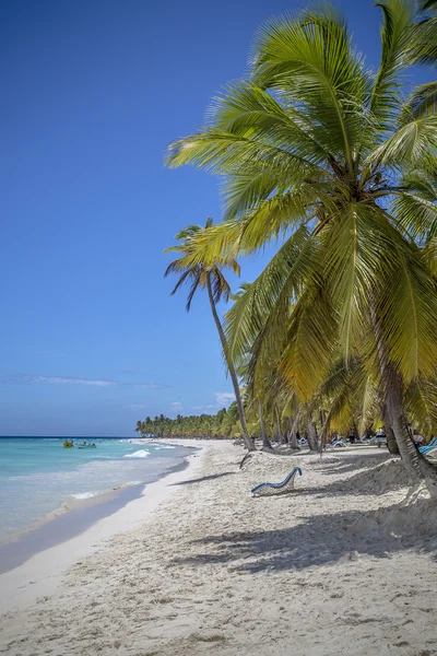 Strand und Palmen — Stockfoto