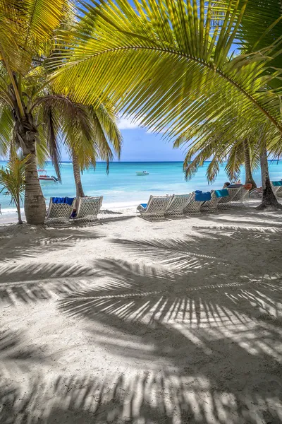 Пляж и пальмы — стоковое фото