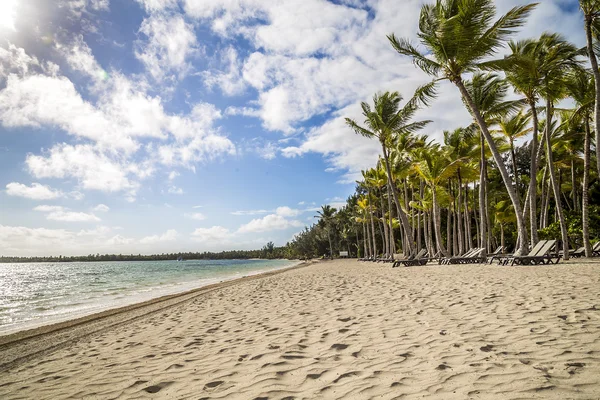 Пляж и пальмы — стоковое фото