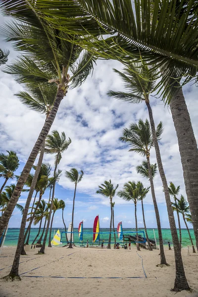 Sand und Palmen — Stockfoto