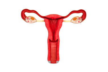 Female reproduction clipart