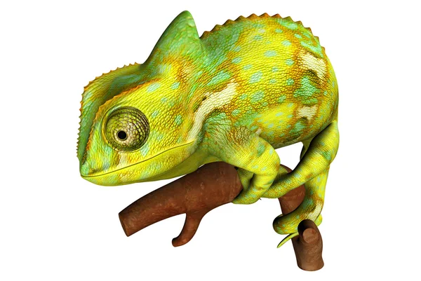 Chameleon — Stock Photo, Image