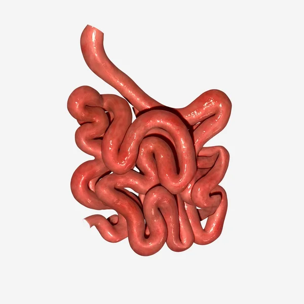 Intestino Pequeno — Fotografia de Stock