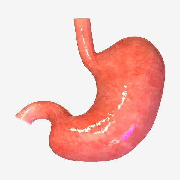 Stomach — Stock Photo, Image