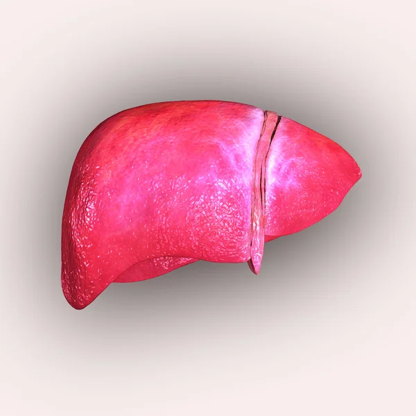 Liver — Stock Photo, Image