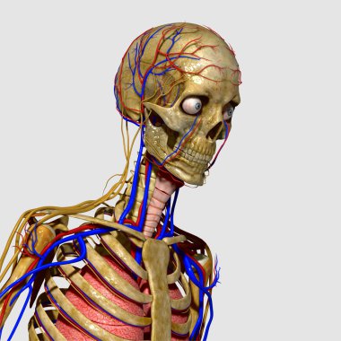 İnsan Anatomisi