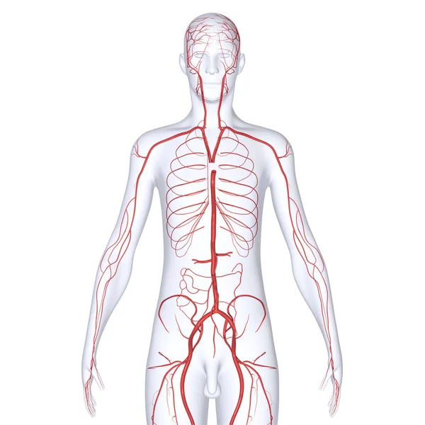 Arterias — Foto de Stock