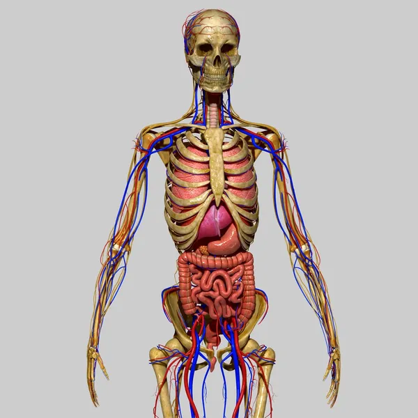 Анатомія людини — стокове фото