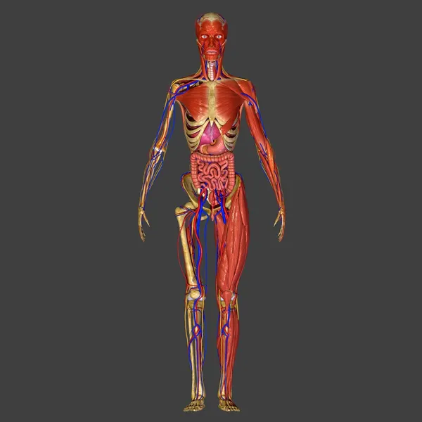 Lidská anatomie — Stock fotografie