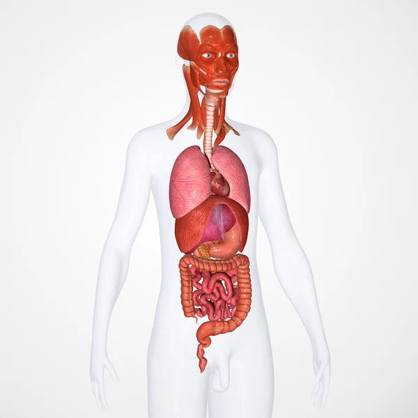 Anatomía humana — Foto de Stock