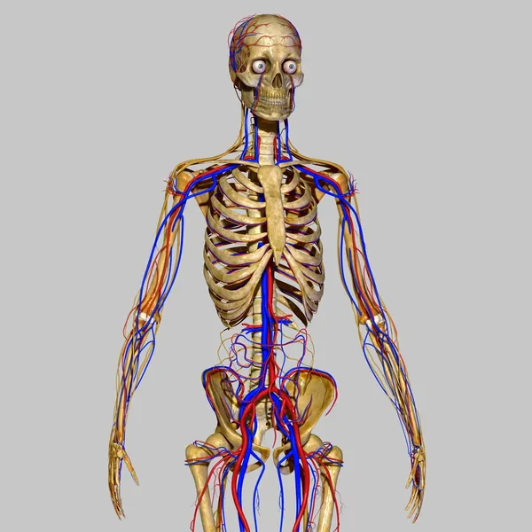 Skelet met zenuwstelsel — Stockfoto