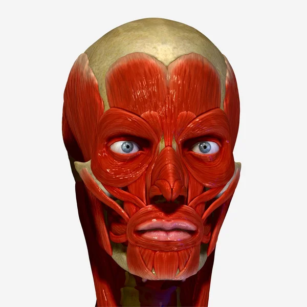 Mięśni twarzy — Zdjęcie stockowe