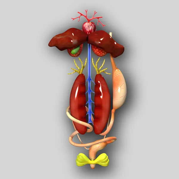 Анатомия лягушек — стоковое фото