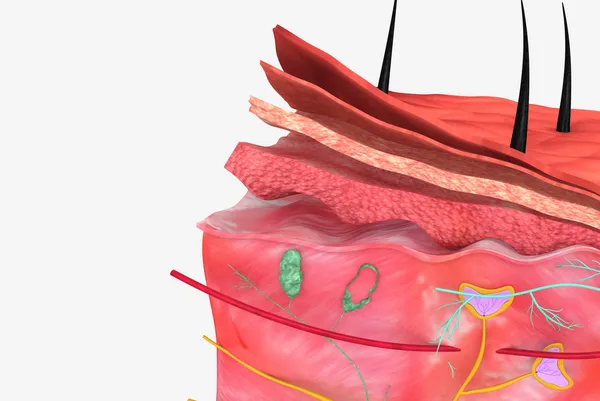 皮膚 — ストック写真