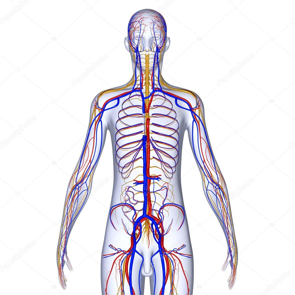 Nervous system