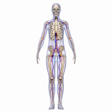Skeleton with nervous system clipart