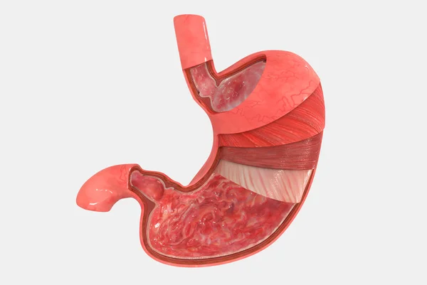 Warstwy żołądka — Zdjęcie stockowe