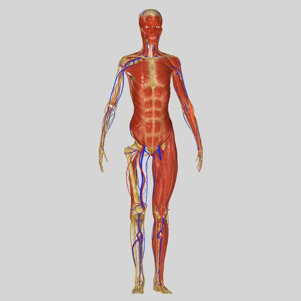 Anatomia człowieka — Zdjęcie stockowe