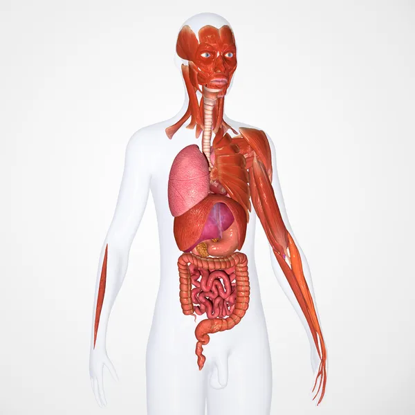 Anatomia umana — Foto Stock