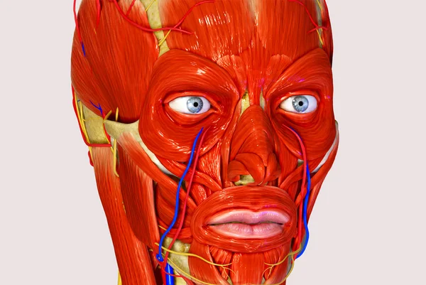 Facial muscles — Stock Image Facial muscles Royalty Free Stock Images