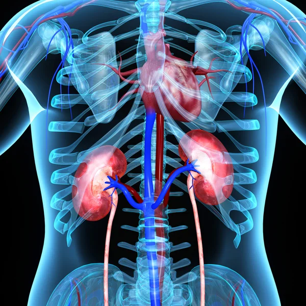 Skeleton with kidneys — Stock Photo, Image