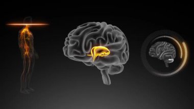 Beyin Anterior Görünümü, Thalamus