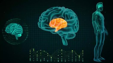 Beyin Anterior Görünümü, Diencephalon