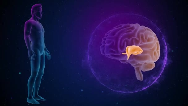 Gehirn Mit Körpervorderblick Thalamus — Stockvideo