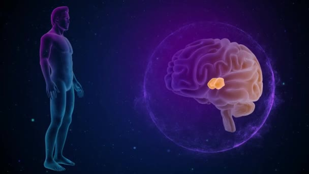 Cervello Con Vista Frontale Del Corpo Nuclei Talamici Laterali — Video Stock